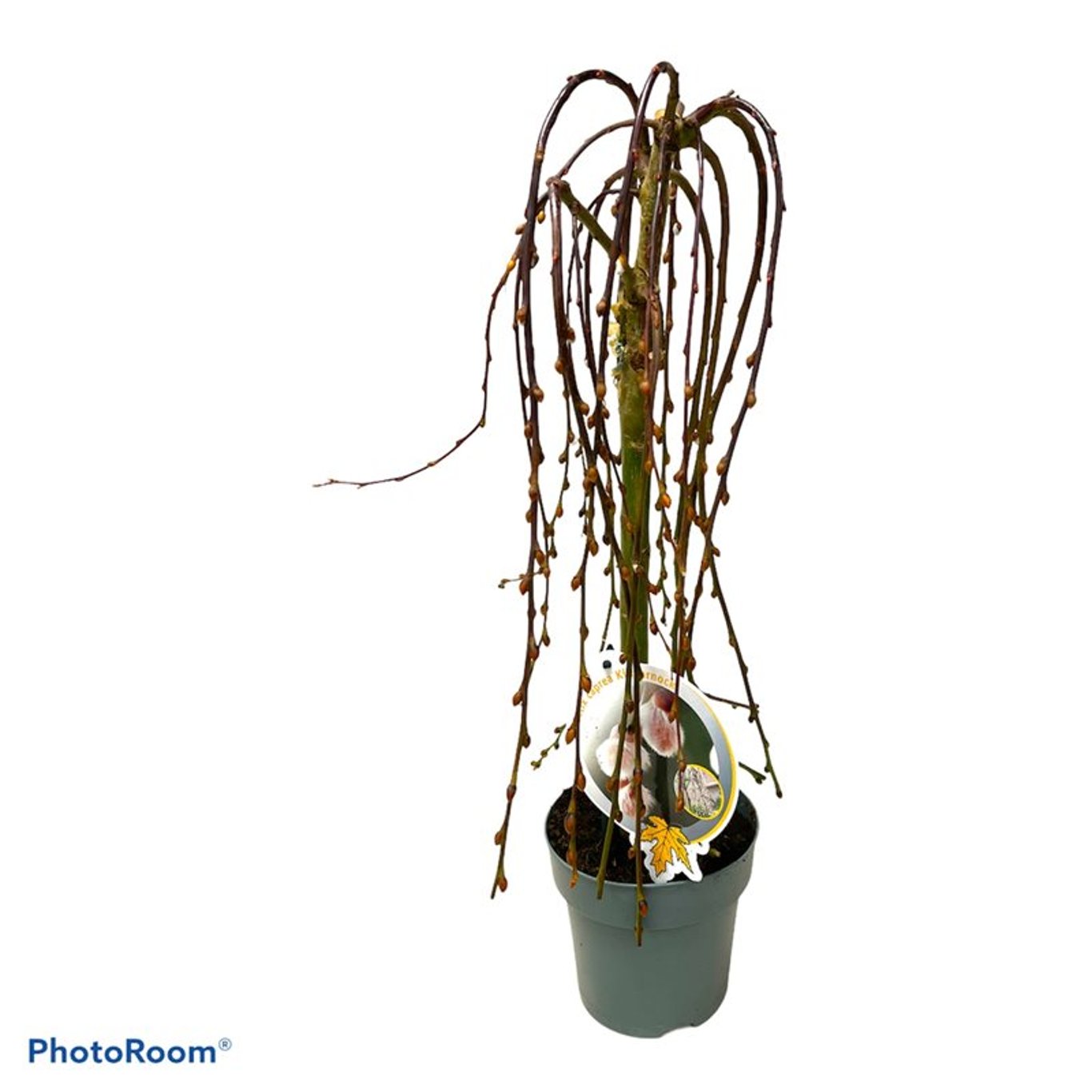 Salix caprea 'Kilmarnock' - 30 CM Stem Cont.